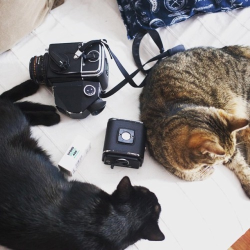 assistants  #hasselblad #hasselblad500cm #analog #analogphotography #filmfeed #filmphoto #cat #catur