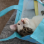 thekleptokatt