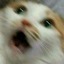 minimooncat