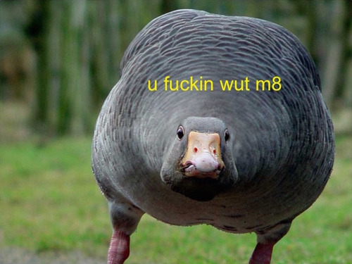 alice-the-koala:miggylol: I googled “angry duck” and I’m really glad I did