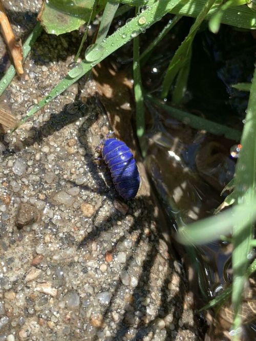 grubloved:sitting-on-me-bum:  Found A Ultramarine Pill Bug Today Bugs Are Truly Spectacular And Here