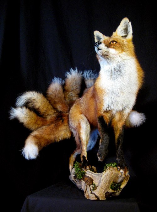The legendary nine-tailed fox (九尾の狐). My homage to two loves of mine&ndash; taxidermy and Japanese m