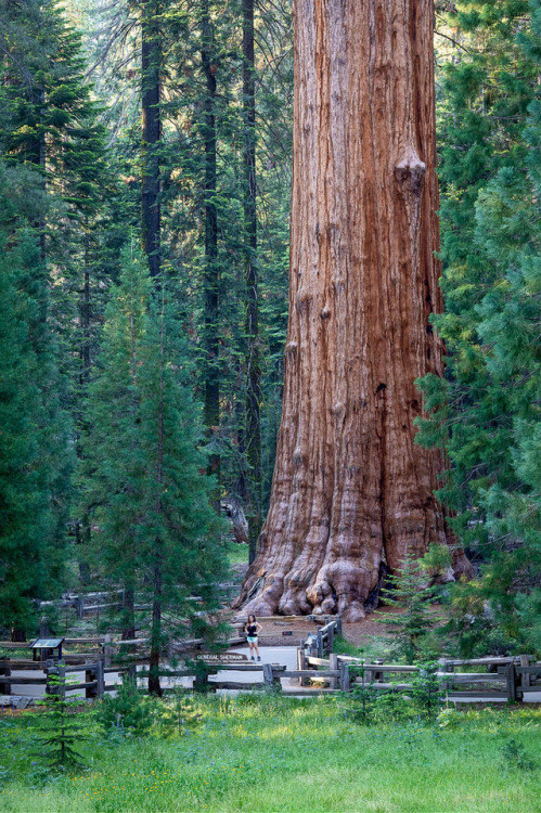 wanderthewood - General Sherman, Sequoia National Park,...