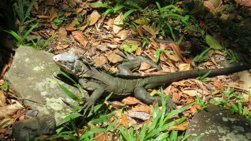 Leguan - Martinique 2015