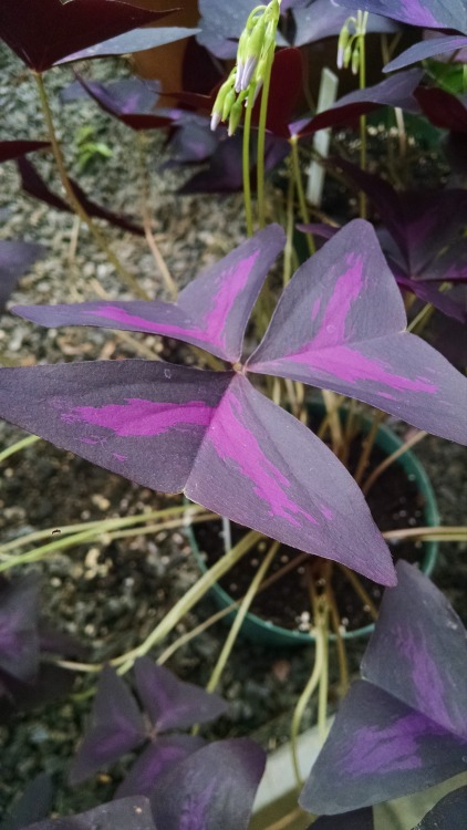 11/17/16: Oxalis triangularis, or, “Purple Oxalis”/”Purple Shamrock”: A flowering plant species nati