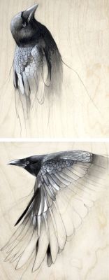 pearl-nautilus:Raven Study No. 1 and 2 by Lauren Gray