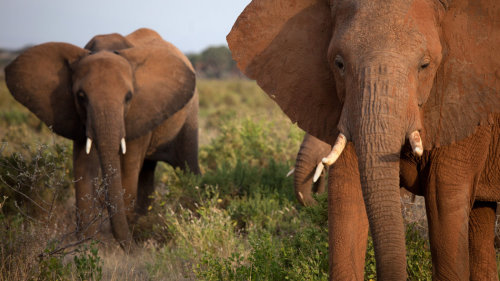 After Poaching Deaths, Elephants Rearrange Families  By Sindya N. Bhanoo via The New York TimesPoach