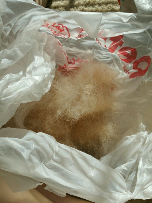 spartathesheltie:  tuckiepup:Well, it’s officially been over 60 degrees outside for about a week, which if I’m correct means it’s about time for us to witness and prepare for Tucker’s first spring “blowout”. He loves brushies, except for the