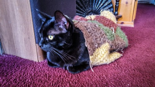 eleventyeleventy:familycraftstudio:My cat Daphne dragging her crochet blanket around with her. Not s