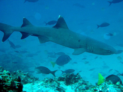 sharkpics: whitetip reef shark 