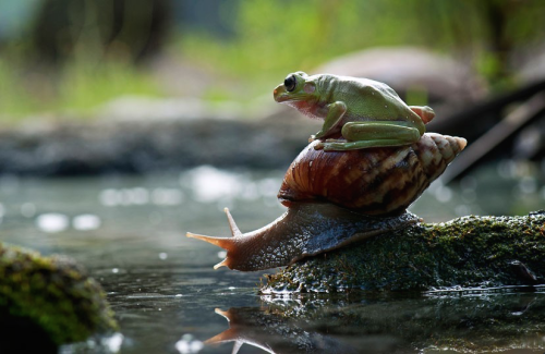 nubbsgalore:nordin seruyan photographs a snail in central borneo asking a frog if he wants a ride