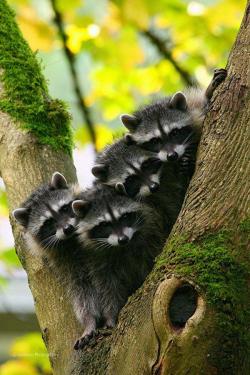 llbwwb:  raccoon babies by beth &; jeremy