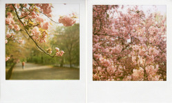fuckyeahvintage-retro:  Spring Polaroids by Kate Murphy 