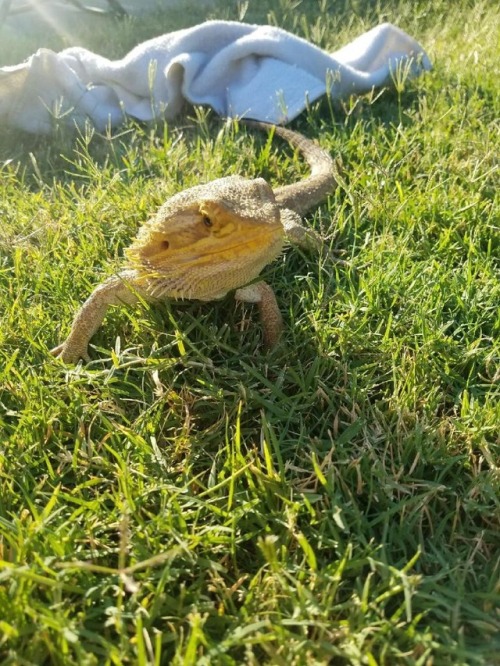 Falafel Looooves Her Outside Time