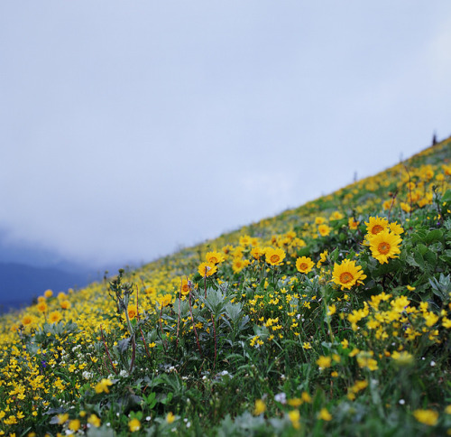 cloudedcamera-:abloom in high places by manyfires on Flickr.