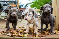 crosscheckcatahoulas:  Fall for puppies 