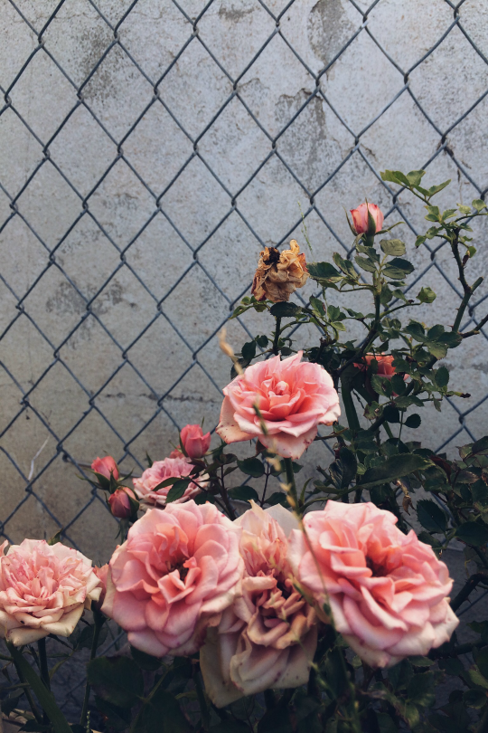 expressions-of-nature:  by lupizzza