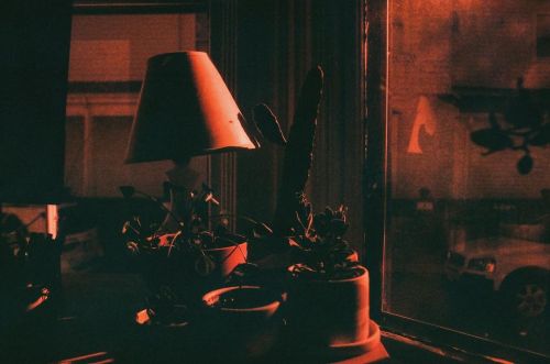 Desk with plants- Cambridge, MA (35mm film Kono Rotowild ISO 400)- December 2020 . . . #film #filmph