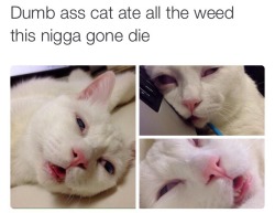 Pussy. Money. Weed.