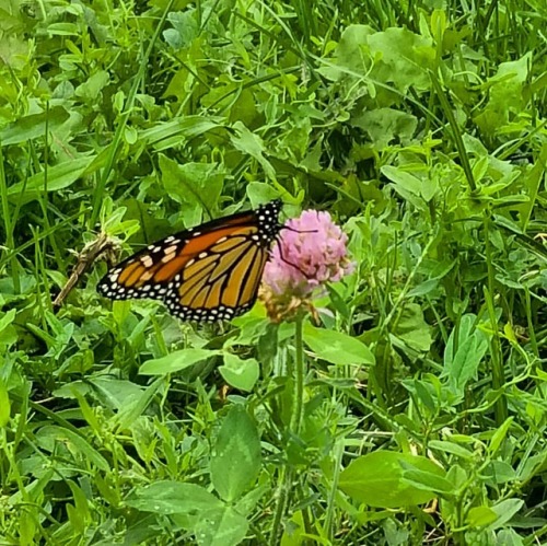 Finally got a pic of a monarch! They keep evading me but at last I got a few crappy pics lol #monar