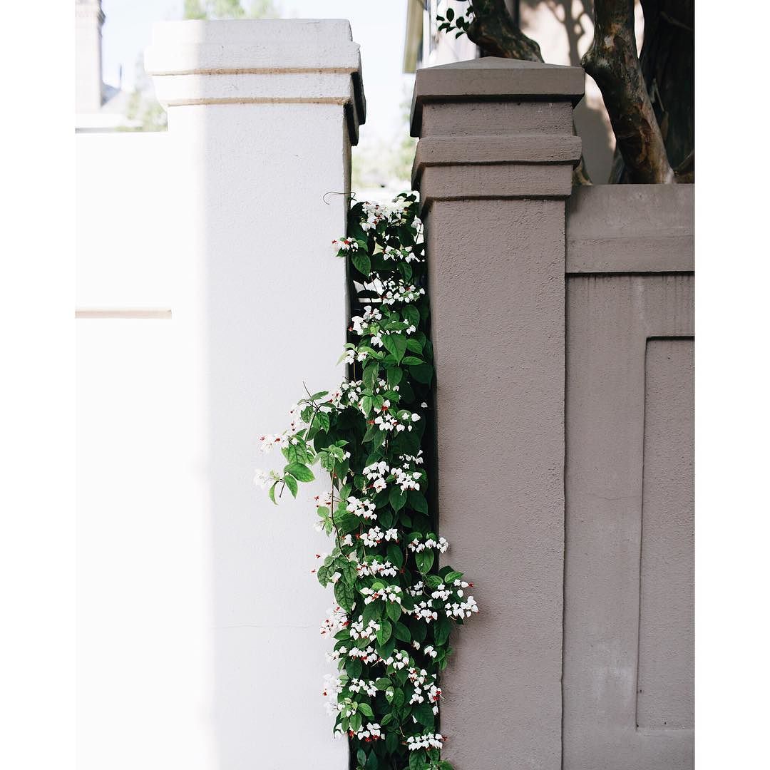 picnicblog:  Waiting on pins and needles for some jasmine blooms in Charleston! by
