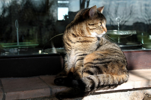 sun gatto by Evidentemente Riccia on Flickr.