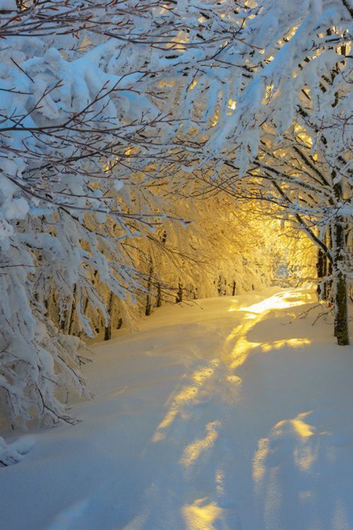 thelastenchantments:  Sunrise along a snowy path. 