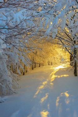 thelastenchantments:  Sunrise along a snowy