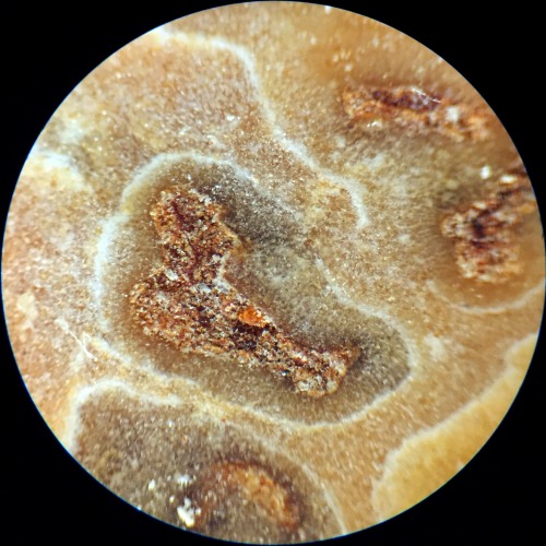 Nutmeg real close up.~Spices real close up series, click here for more~