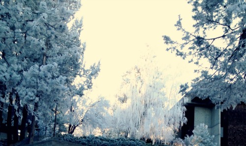 redonthefly: Freezing fog is possibly the most strangely beautiful weather phenomenon I’ve see