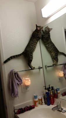 cute-overload:  He caught a moth there last week. Now he checks every morning to make sure that bitch isn’t back.http://cute-overload.tumblr.com source: http://imgur.com/r/aww/HQNJFla
