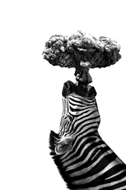 brallanq:  Zebra Love…