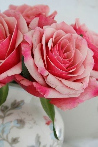 flowersgardenlove:  Beautiful Rose Flowe Beautiful 