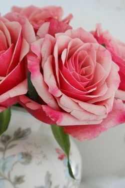 flowersgardenlove:  Beautiful Rose Flowe