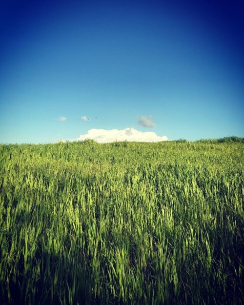 #clouds #eastcounty #contralomareservoir #spring  (at Contra Loma Reservoir) https://www.instagram.com/p/Bva-wgunrHY/?utm_source=ig_tumblr_share&igshid=15gda00fxjos3