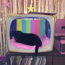 Darladoherty:  Darladoherty:  Did A Little Crafting To Make A New Backdrop For Neko
