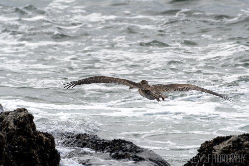 Brown Pelican in FlightPelecanus occidentalis californicusCalifornia