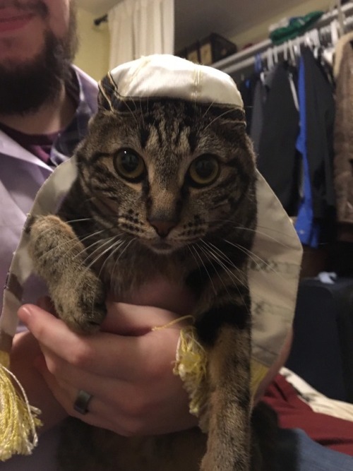 brieffoxllama: I gave my cat a bat mitzvah for my Japanese language class project… She is not