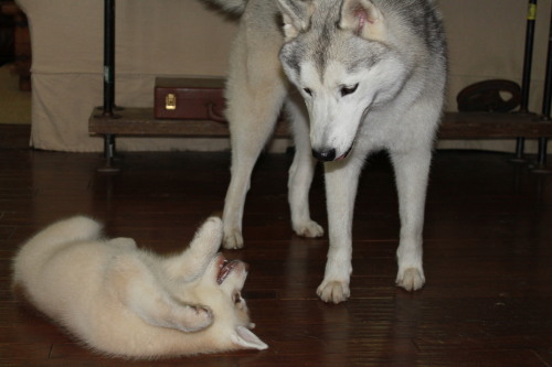 southernsnowdogs:  Just some puppy photos of Ivy trying to get Juno’s attention :’) 