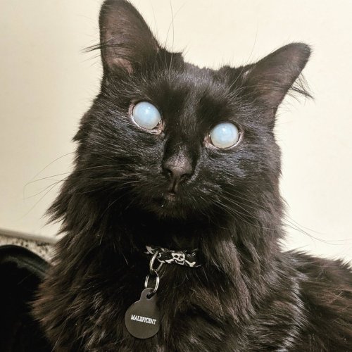 “Yesterday I Traveled 3,000 Miles Round-trip To Adopt This Perfect Girl. Meet Maleficent.”