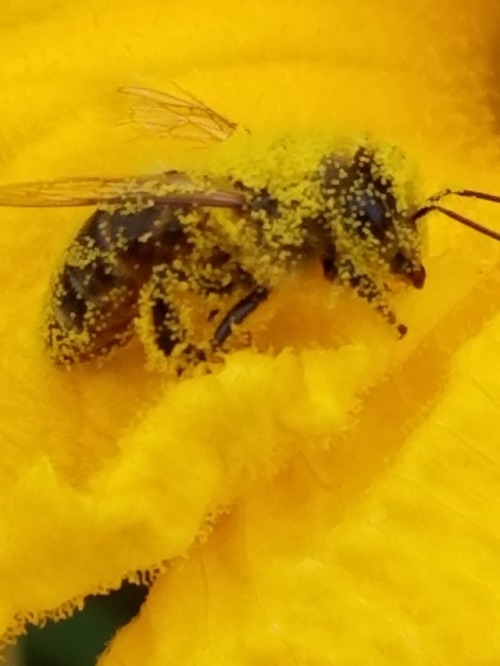 thebeeblogger:redacted-metallum: Hey I saw a bee on my walk and I love her she just loves pollen!! w