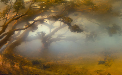 paimona: “Kim Keever shoots large-scale photographs of incredibly detailed landscapes in a 200-gallon tank of water. The tank is filled with water or dry ice and lit with gel-covered lights to transform the strange world into a hazy, fantastical world.”