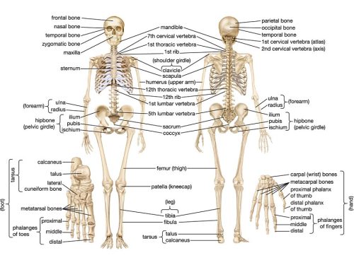 anatomyandphysiology101: The  body has 206 named bones in the  human skeleton and are div