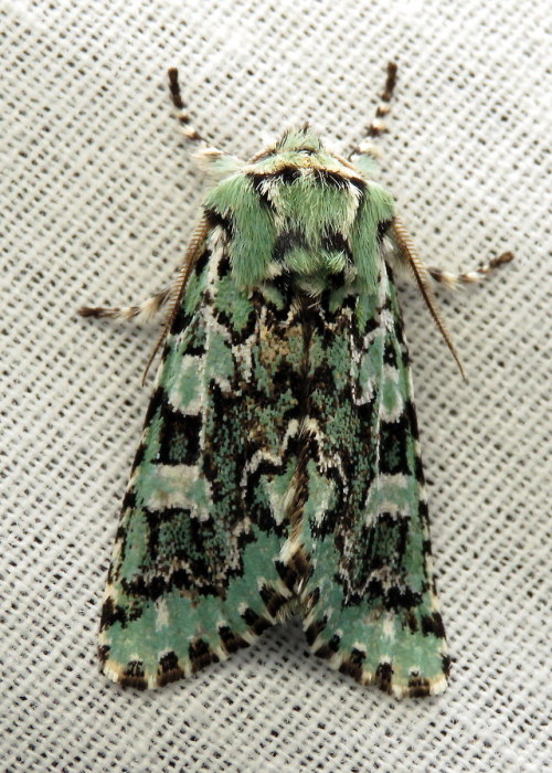 coolbugs:Bug of the DayLovely Joker moth (Feralia jocosa) at the light the other night. Spring has s