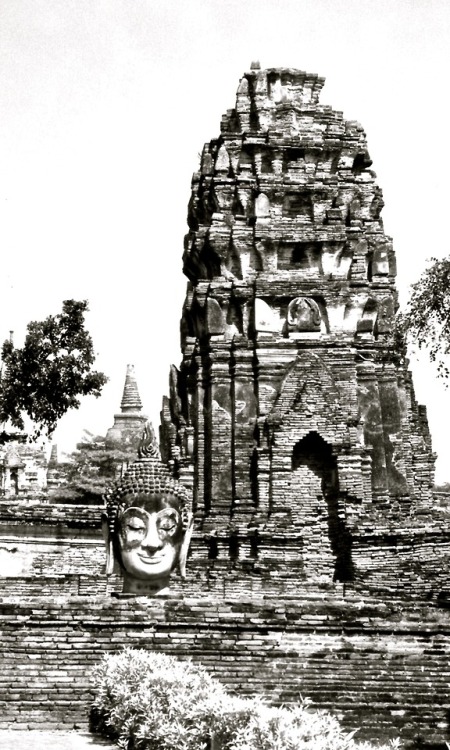 Buddha Head and Temple Ruins, Auythaya, Thailand, 2000.