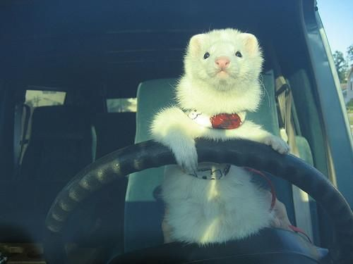 ferretfarts:  silverhawk:    BEST UBER EVER OMG  X3