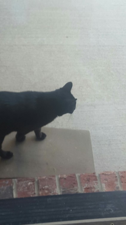 lalifuckingho:HE IS NOT AN OUTSIDE CAT!!!! HE’S REBELLING!(I said “Soots! What are you d