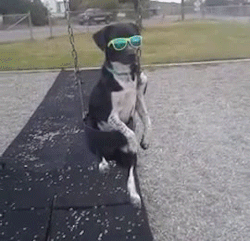 cumber-bitches:  damn that dog has swag 