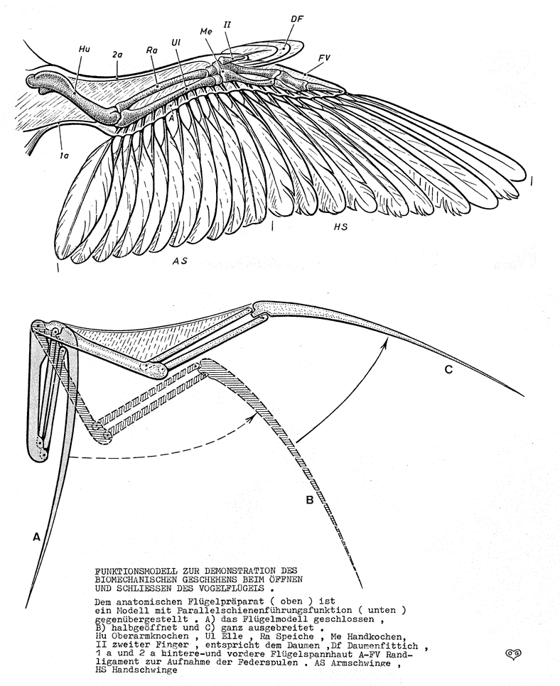 Some useful references i found. Might as well share them! Bird wings are intimidating to try and draw correctly when you don’t understand how they’re put together… But they’re actually not that complicated. Once you understand