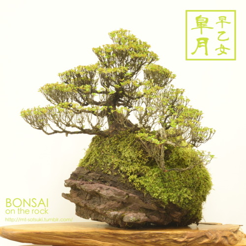 「早乙女」皐月の石付盆栽“SAOTOME” SATSUKI azalea bonsai on a rock2017.8.11 撮影bonsai on the rock| Creema | BASE |